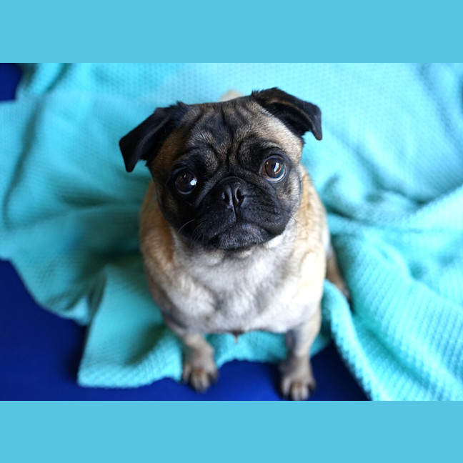 Photo of Pretzel