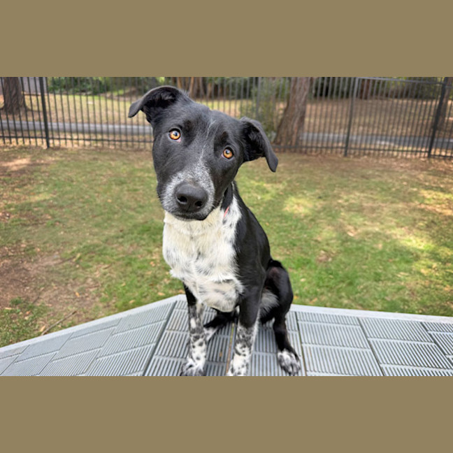Photo of Percy