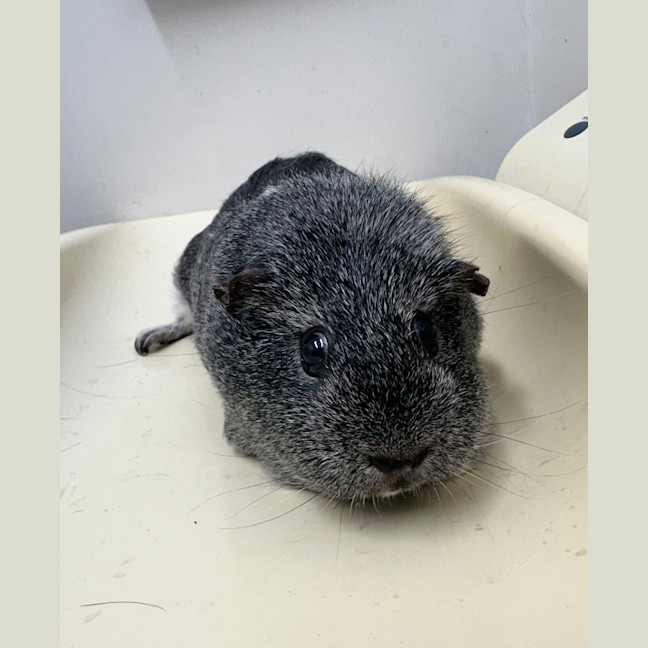 Photo of Rapunzel (Bonded To Ariel )