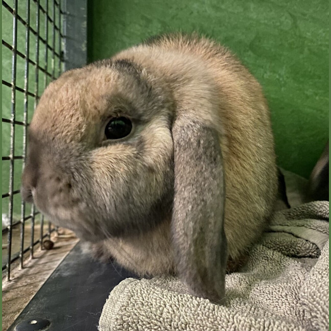 Photo of Duchess