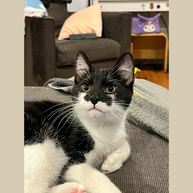 Photo of Atlas