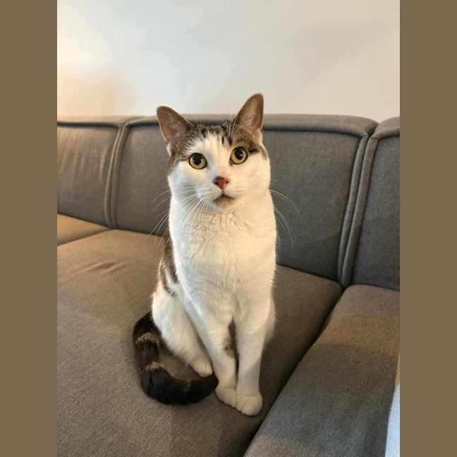 Photo of Mika 🐈 