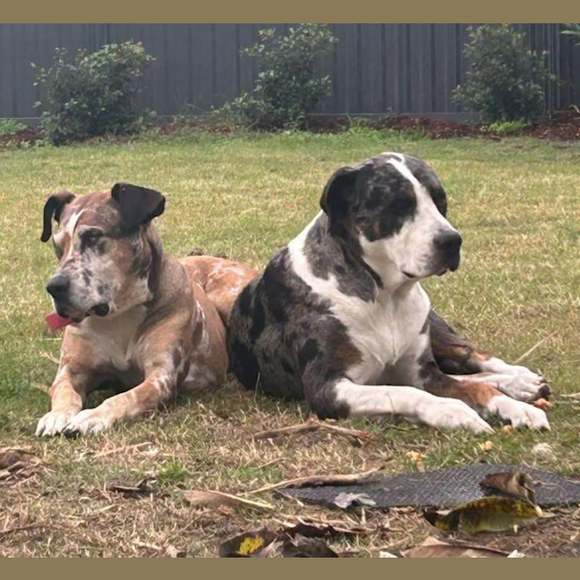 Photo of Bart & Cujo