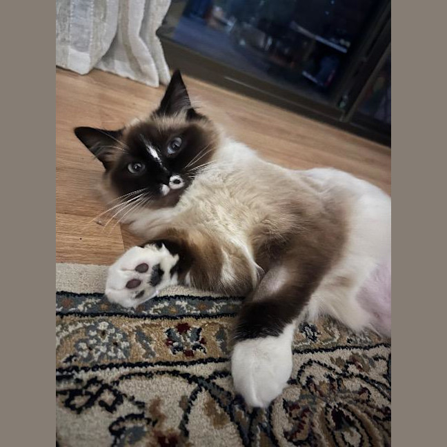 Photo of Phoebe