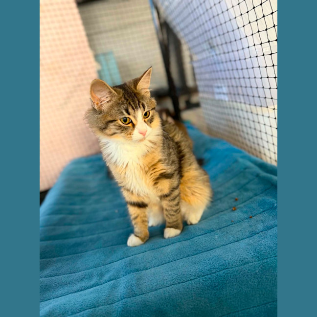 Photo of Diddles