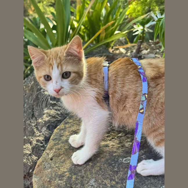 Photo of 🐾 Eleven 🐾
