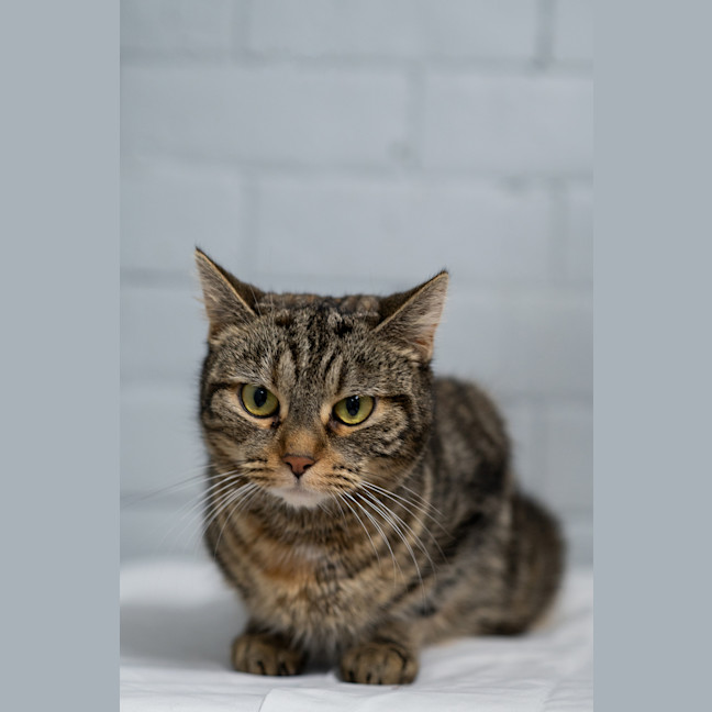 Photo of Tilly