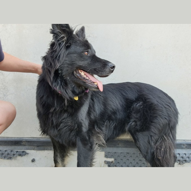 Photo of Mishka (62910)