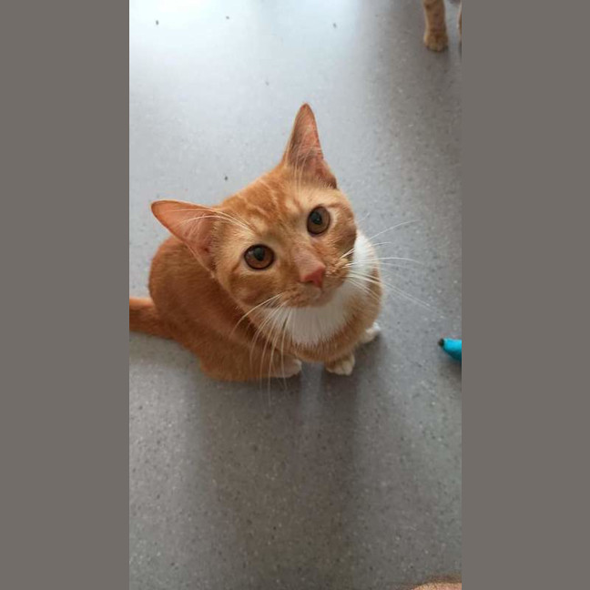 Photo of Garfield