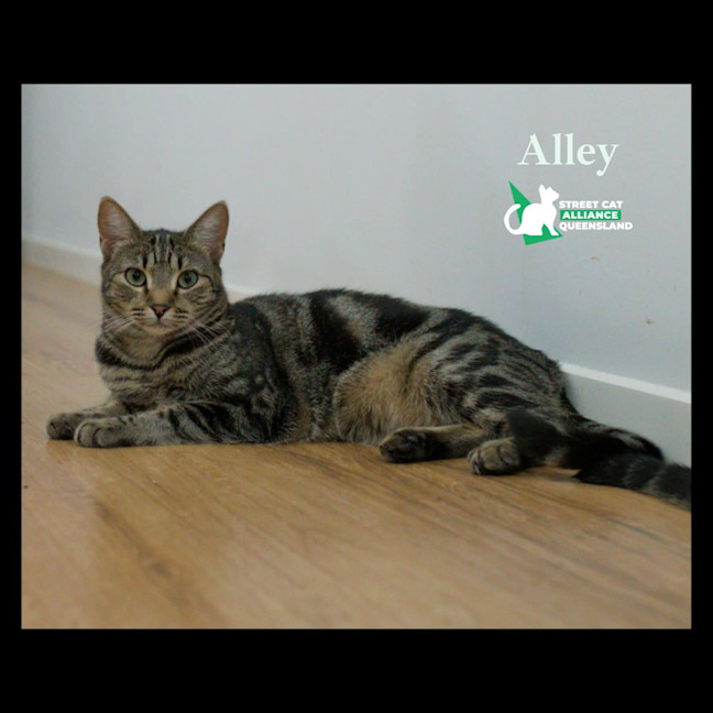 Photo of Alley