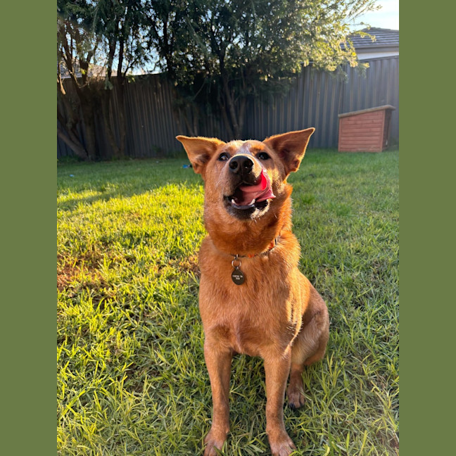 Photo of Remi
