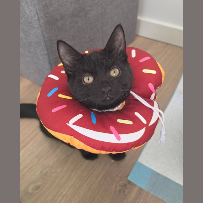 Photo of Raven