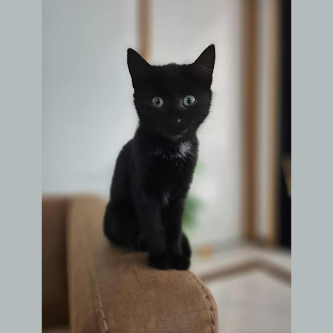 Photo of Gracie