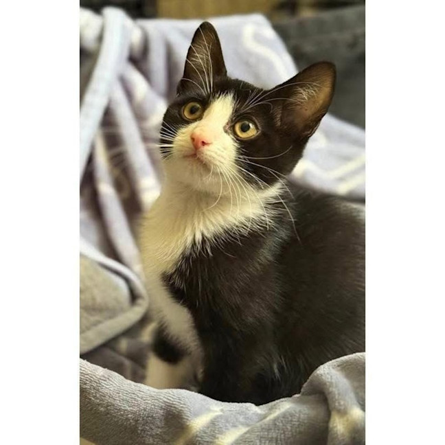 Photo of 12305   Fern