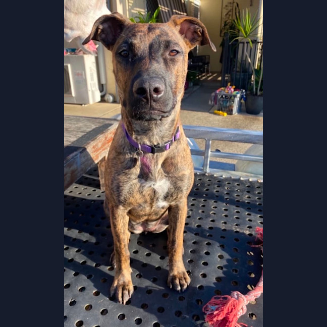 Photo of Penny