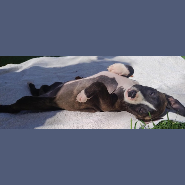 Photo of Tina🥇12 Week Old Staffy X Ridgeback Puppy