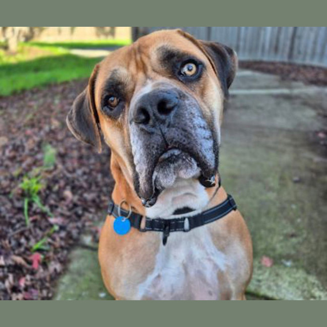 Photo of Goliath