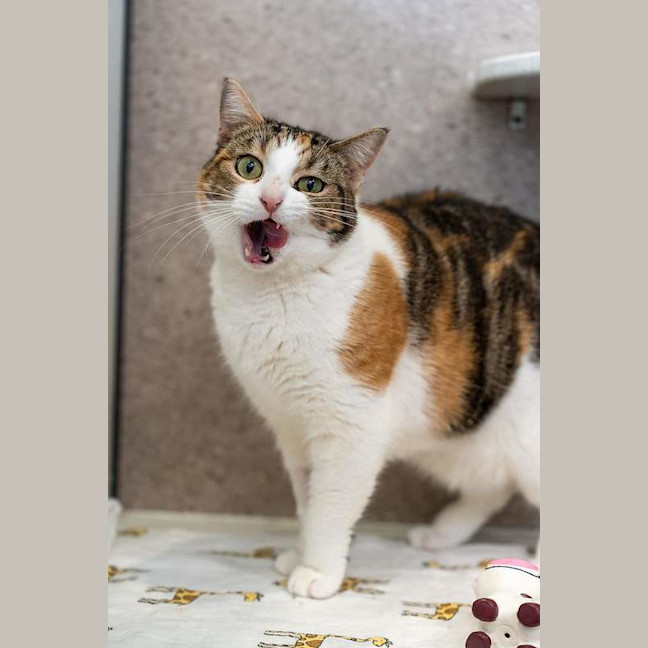 Photo of Mumma Coco