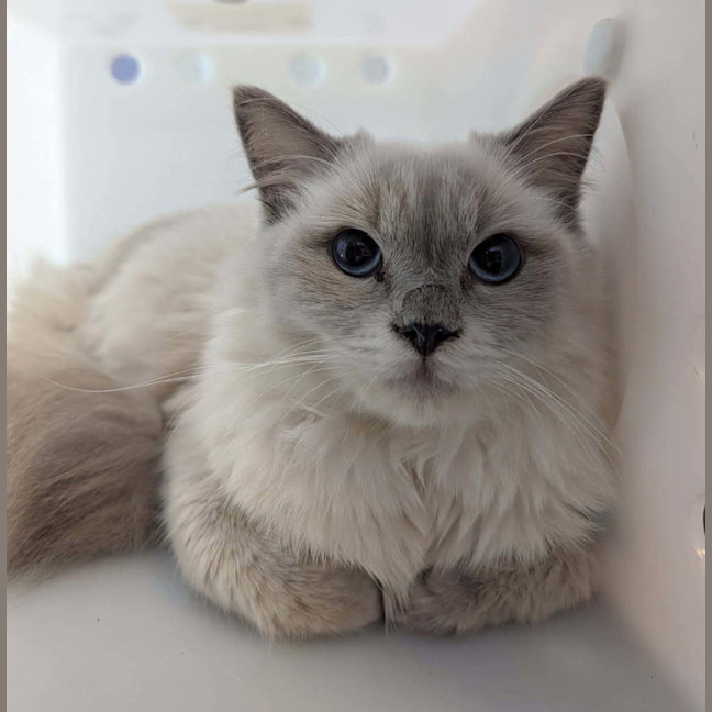 Photo of Alfred The Great