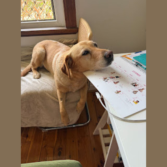 Photo of Primrose   8 Year Old Labrador X