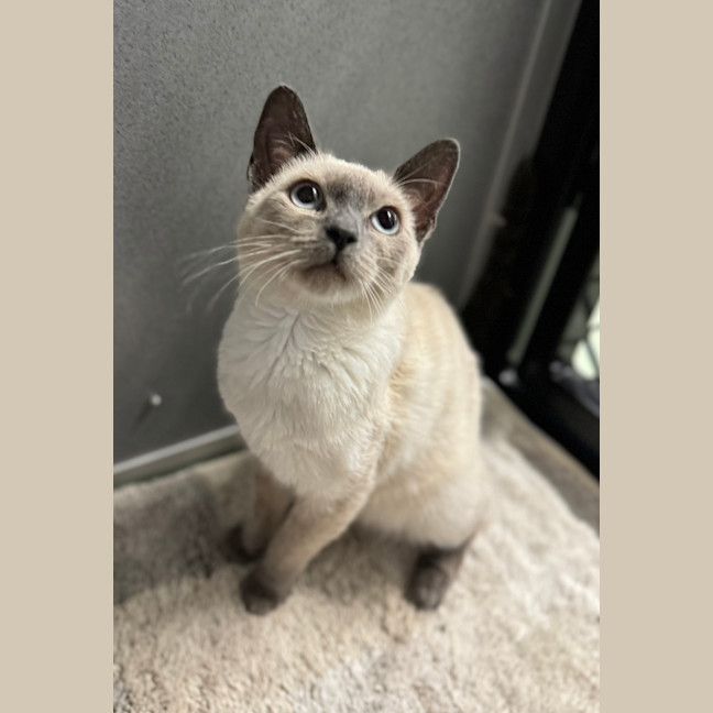 Photo of Yoyo