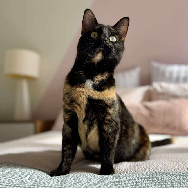 Photo of Bambi   In Foster Care In Macleod