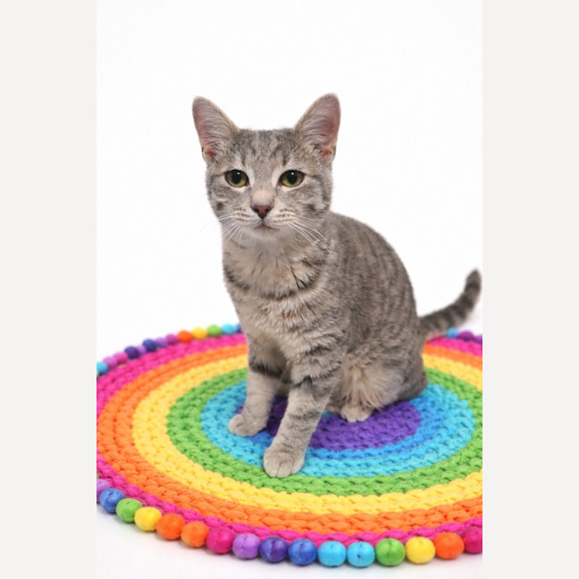 Photo of Biscuits (Was Rueben)