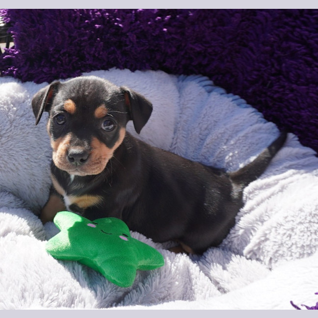 Photo of Tilly