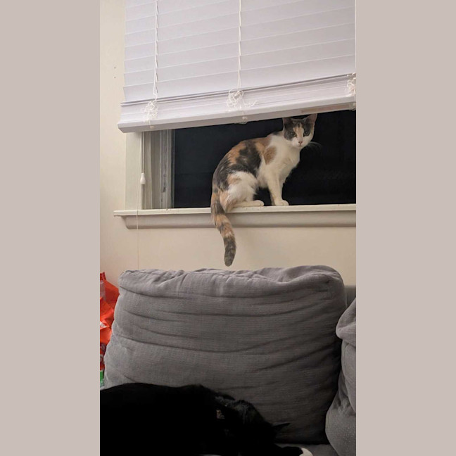 Photo of Pumpkin Nikki