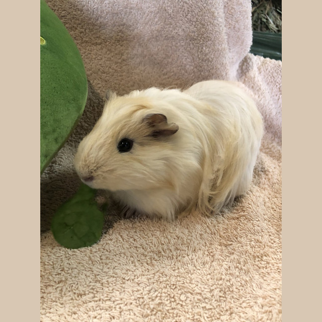 Photo of Capy (Bonded To Bibbley)