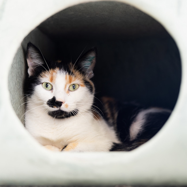 Photo of Callie