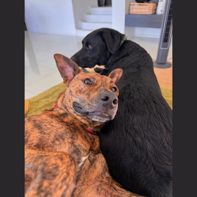 Photo of Moose
