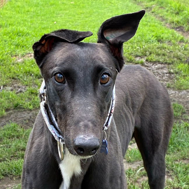 Photo of Arwen The Greyhound