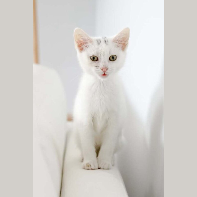 Photo of Puff