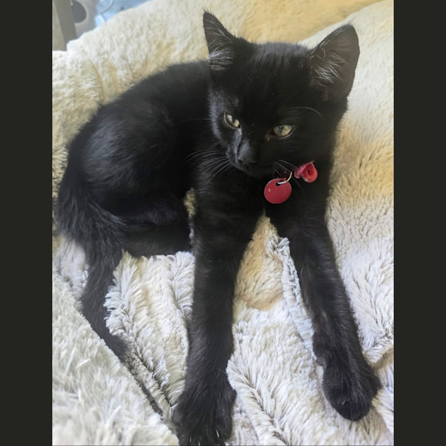 Photo of Coal