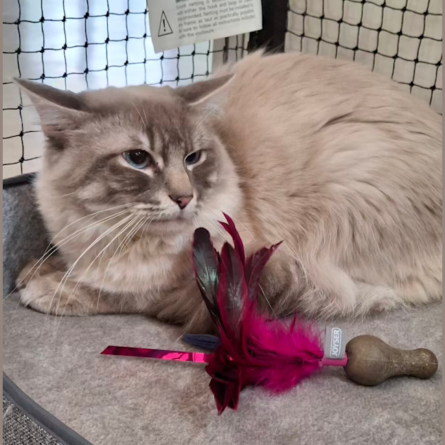 Photo of Vanilla * 9 Lives Project Rescue*