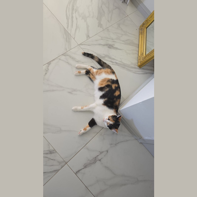 Photo of Mia Calico