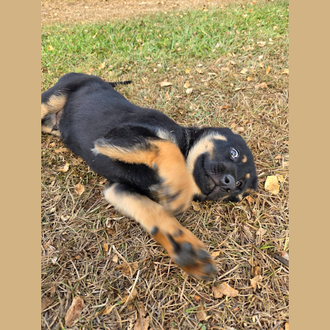 Photo of Rocky