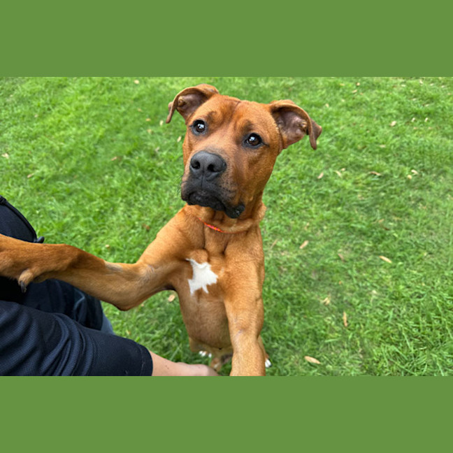Photo of Simba