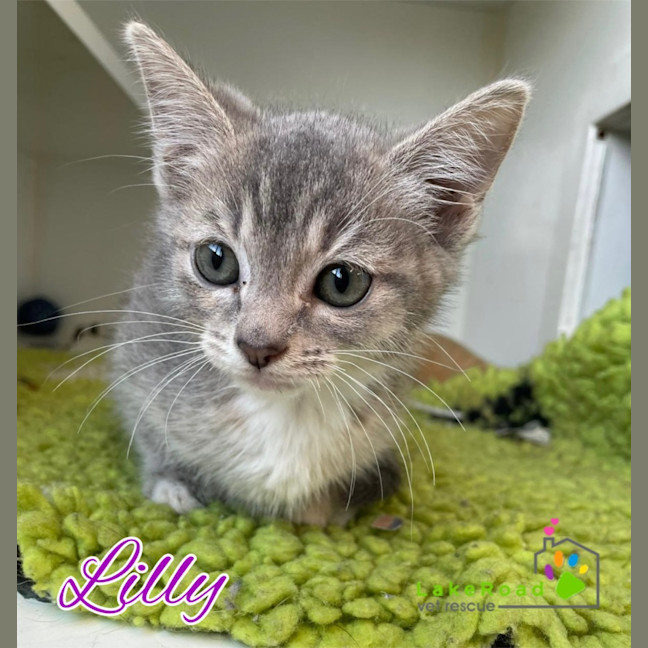 Photo of Lilly