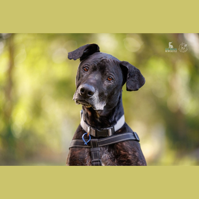 Photo of Chuck   11 Year Old Bullmastiff