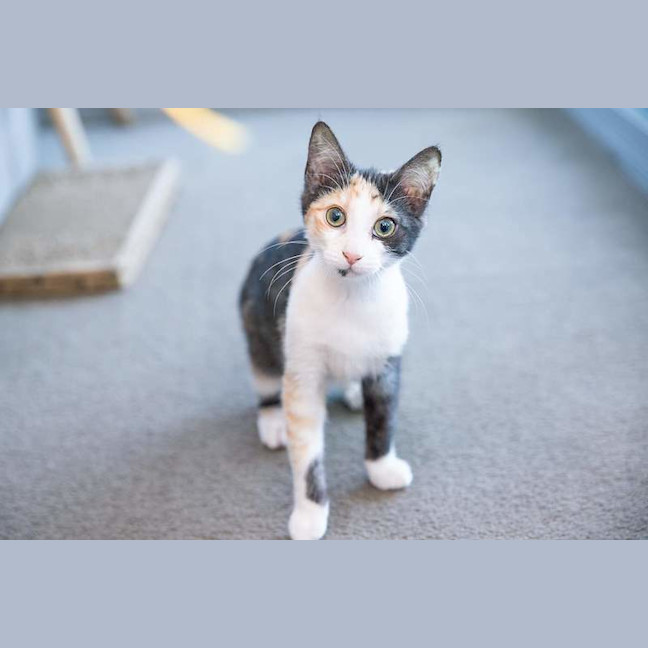 Photo of Tilly
