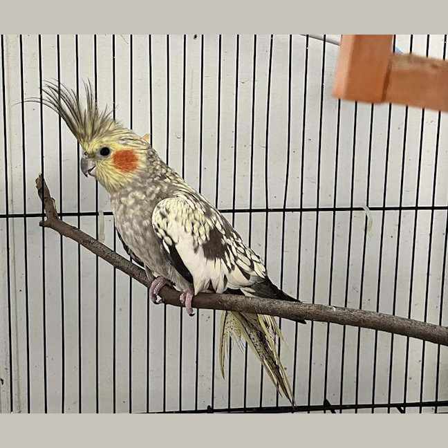 Photo of Chip