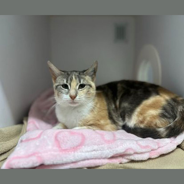 Photo of Petal