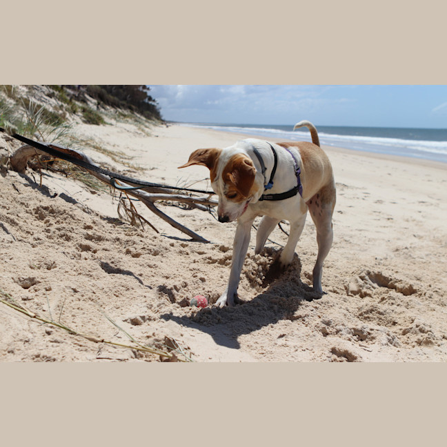 Photo of Digger