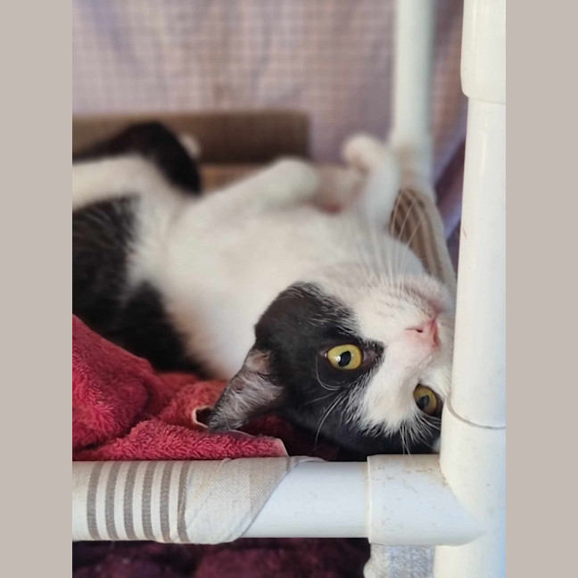 Photo of Sylvester