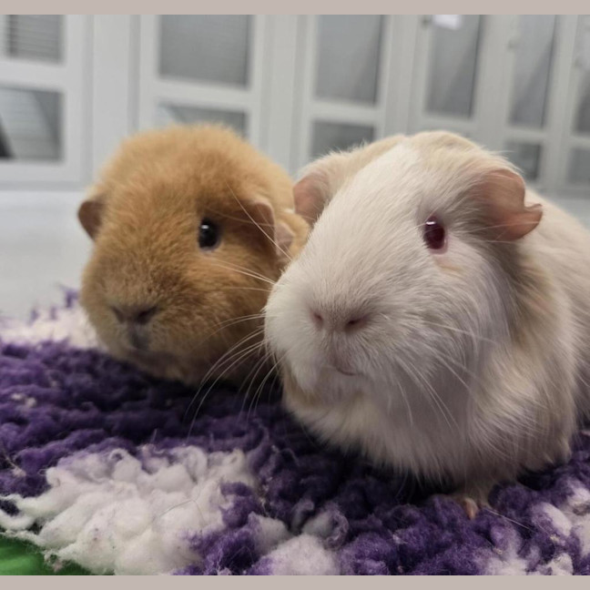 Photo of Honey (Bonded With Peaches)