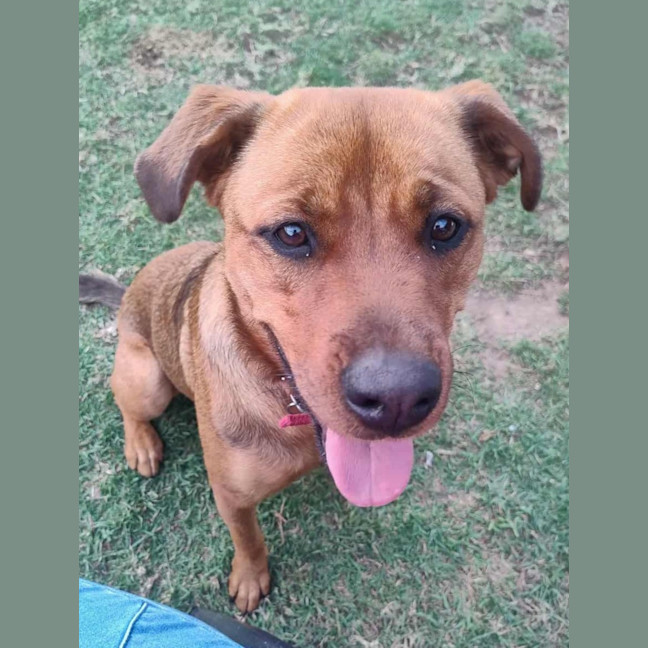 Photo of Cupid 😍Rottweiler X Ridgeback, Girl, 1.5yo