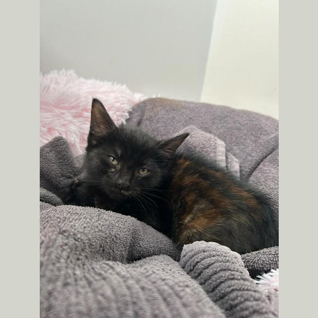 Photo of Glinda