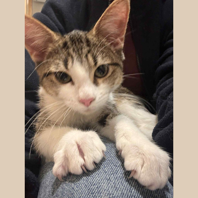 Photo of Peanut
